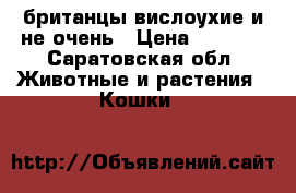 британцы вислоухие и не очень › Цена ­ 1 000 - Саратовская обл. Животные и растения » Кошки   